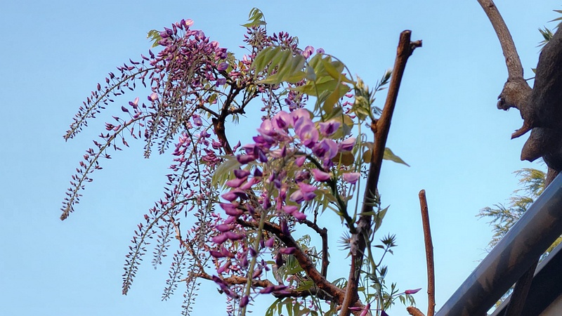フジの花 川崎市幸区さいわいふるさと公園