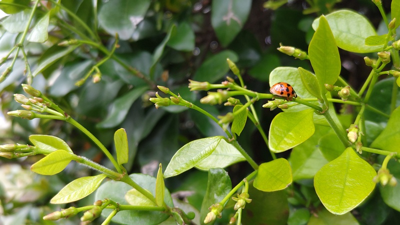 テイカカズラの蕾とナミテントウ 川崎市幸区創造のもり
