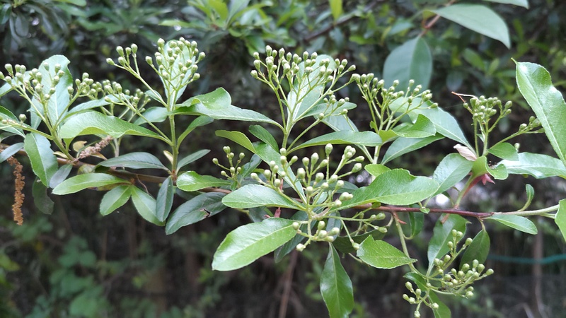 タチバナモドキの蕾 川崎市幸区さいわいふるさと公園
