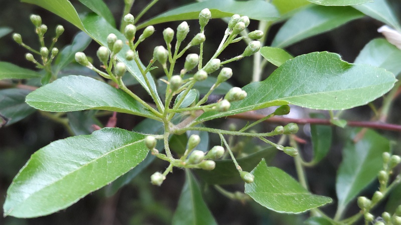 タチバナモドキの蕾 川崎市幸区さいわいふるさと公園