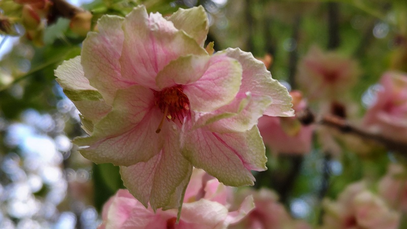ウコンザクラの花 川崎市幸区さいわいふるさと公園