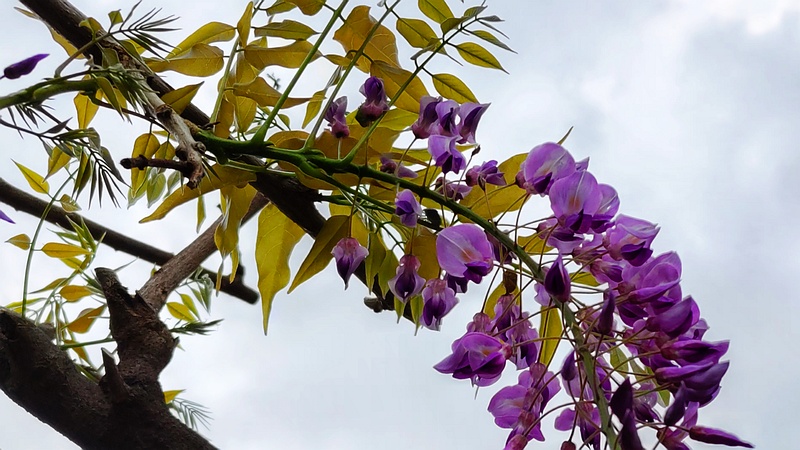 フジの花 川崎市幸区さいわいふるさと公園