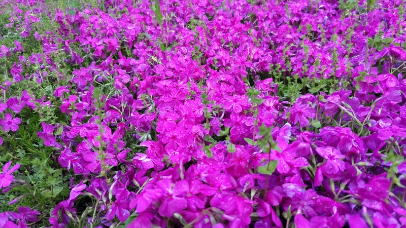 シバザクラの花 川崎市幸区さいわいふるさと公園