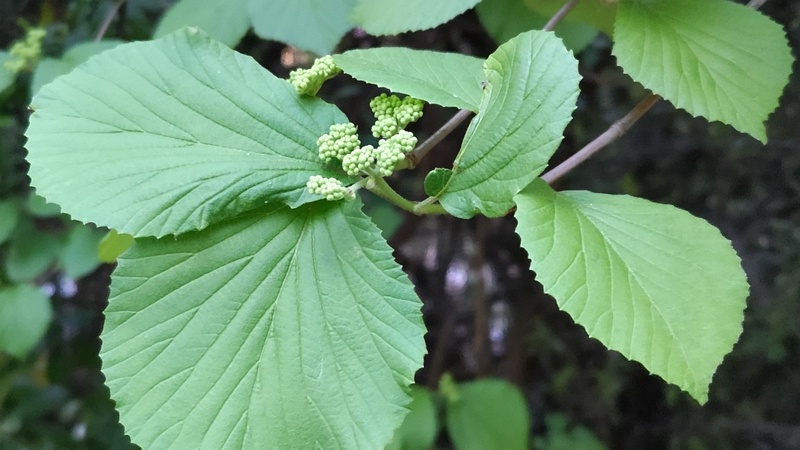ガマズミの蕾 川崎市幸区さいわいふるさと公園