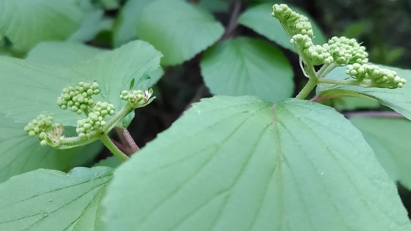 ガマズミの蕾 川崎市幸区さいわいふるさと公園