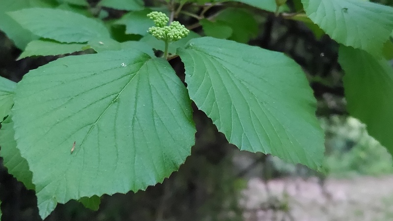 ガマズミの蕾 川崎市幸区さいわいふるさと公園