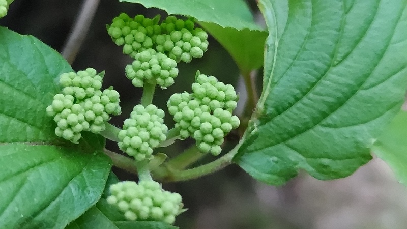 ガマズミの蕾 川崎市幸区さいわいふるさと公園