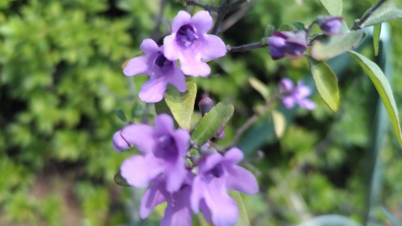 ミントブッシュの花 川崎市幸区創造のもり