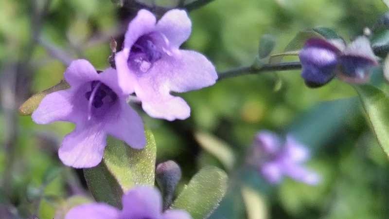 ミントブッシュの花 川崎市幸区創造のもり