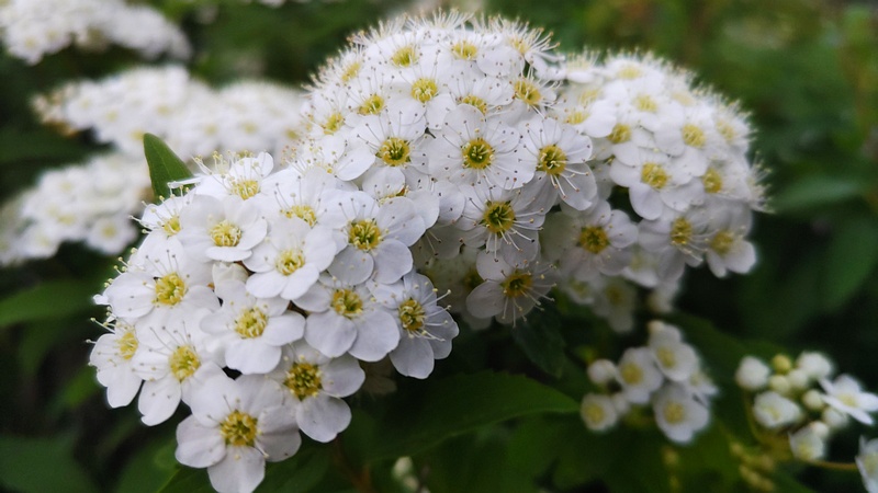 コデマリの花 川崎市幸区創造のもり