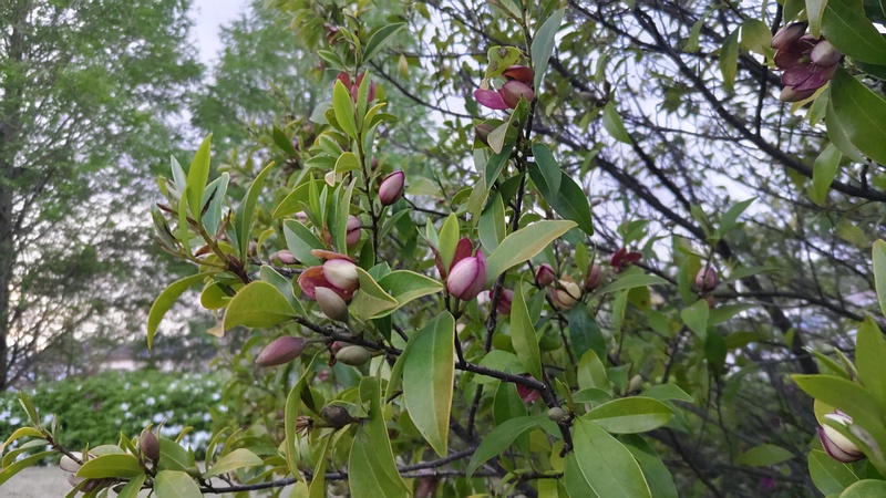 カラタネオガタマの花 川崎市幸区創造のもり