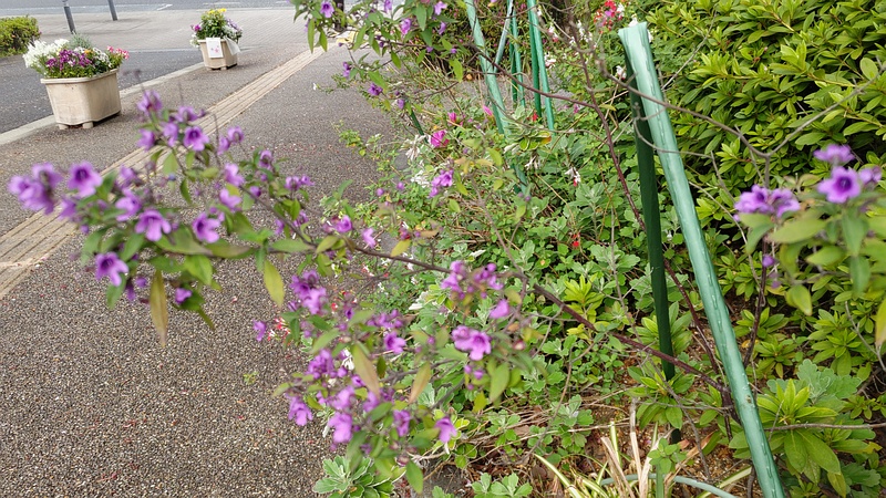 ミントブッシュの花 川崎市幸区さいわいふるさと公園