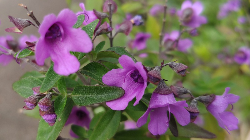 ミントブッシュの花 川崎市幸区さいわいふるさと公園