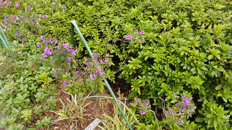 ミントブッシュの花 川崎市幸区さいわいふるさと公園
