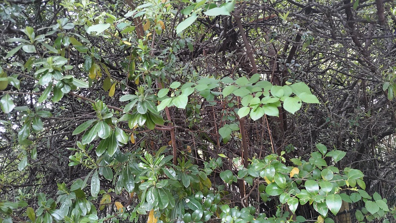 ガマズミ、タブノキ、トウネズミモチ、タチバナモドキの茂み 川崎市幸区さいわいふるさと公園