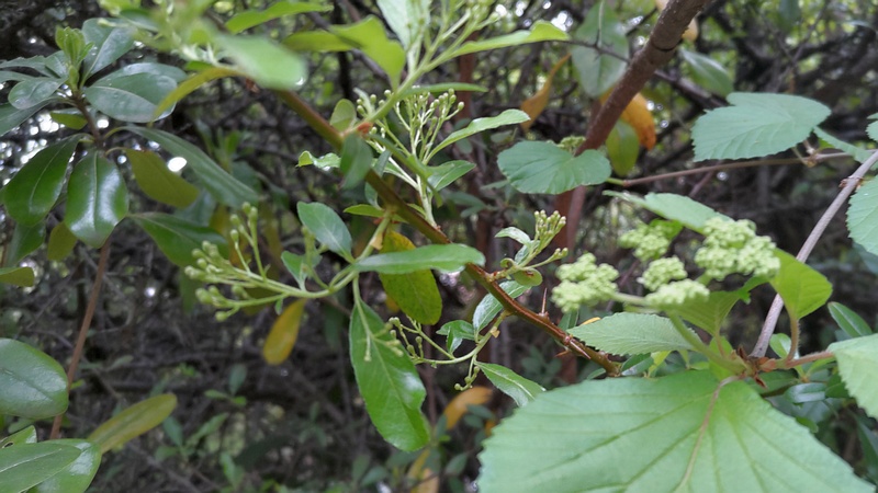 ガマズミとタチバナモドキの蕾 川崎市幸区さいわいふるさと公園