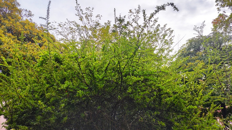 タチバナモドキの木 川崎市幸区さいわいふるさと公園