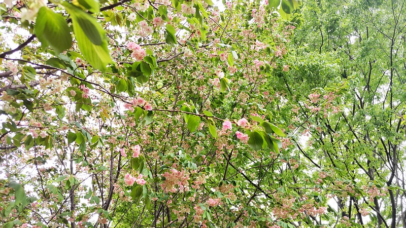 ウコンザクラの木 川崎市幸区さいわいふるさと公園