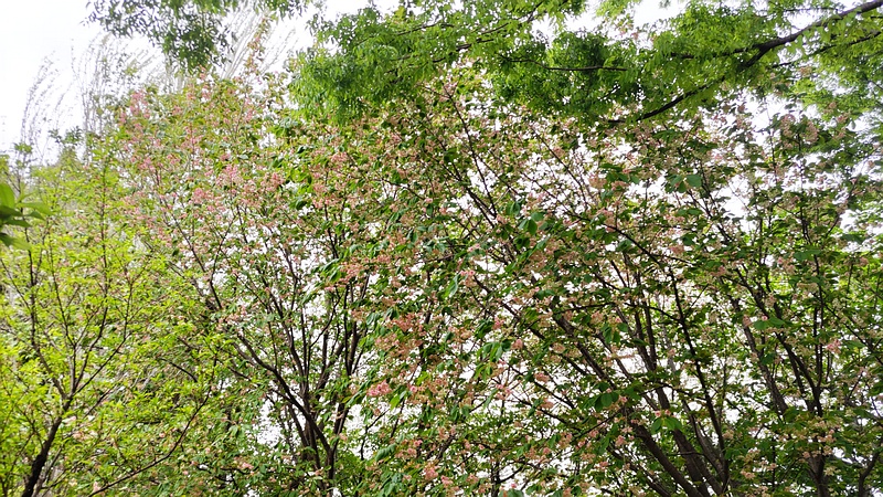 ウコンザクラの木 川崎市幸区さいわいふるさと公園