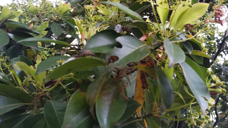 タブノキの花 川崎市幸区さいわいふるさと公園