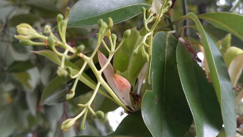 タブノキの花 川崎市幸区さいわいふるさと公園