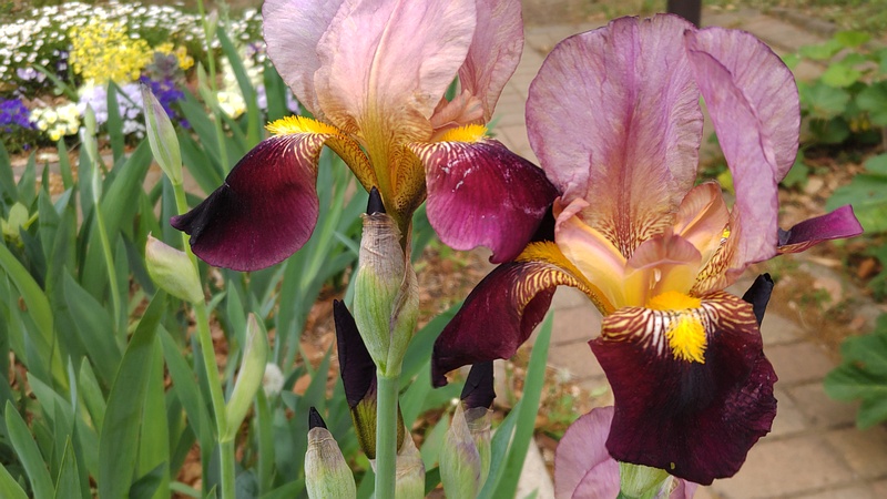 アヤメの花 川崎市幸区さいわいふるさと公園