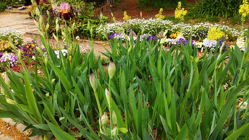 アヤメの花 川崎市幸区さいわいふるさと公園