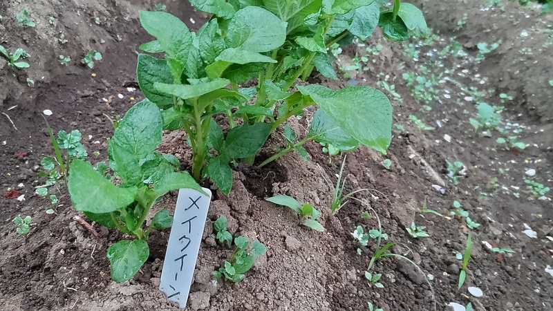 ジャガイモ 川崎市幸区さいわいふるさと公園