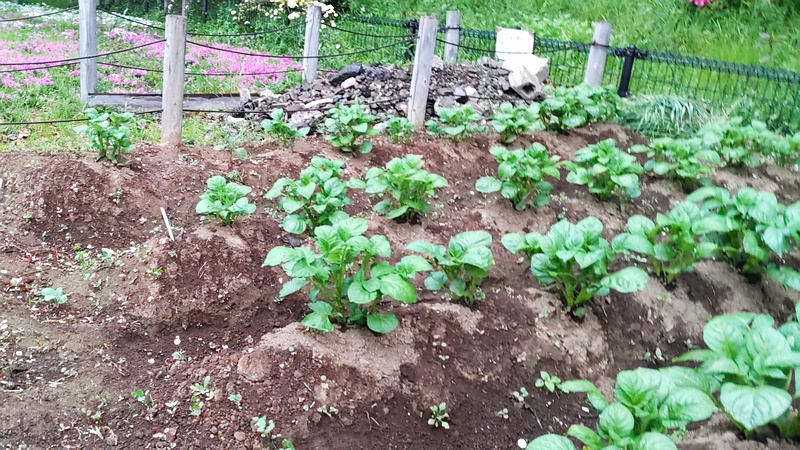 ジャガイモ 川崎市幸区さいわいふるさと公園