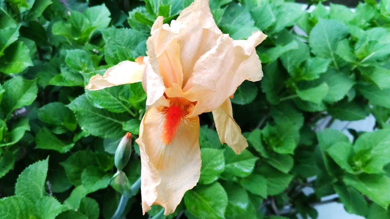 アヤメの花 川崎市幸区さいわいふるさと公園