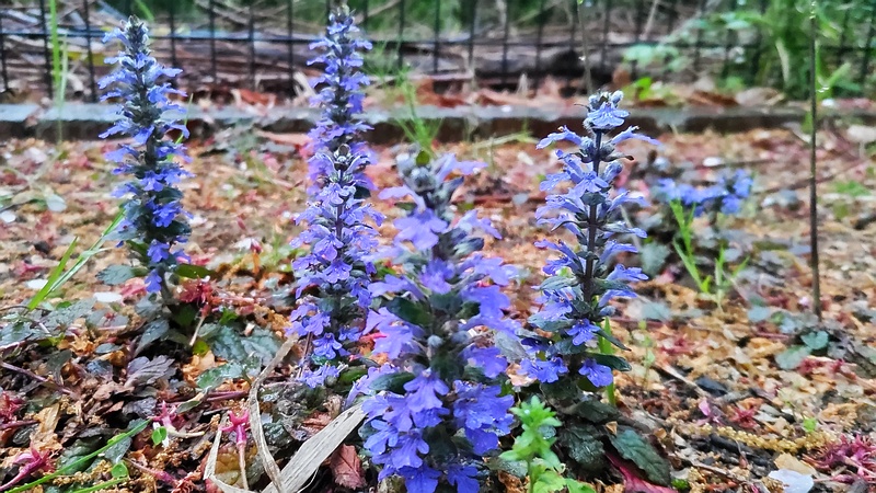 セイヨウジュウニヒトエの花 川崎市幸区さいわいふるさと公園