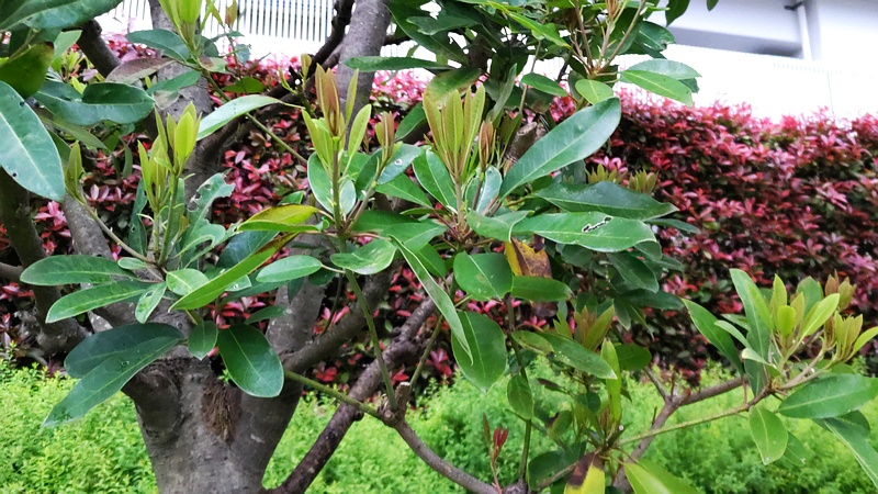 タブノキ 川崎市幸区さいわいふるさと公園