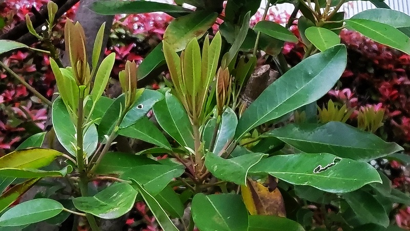 タブノキ 川崎市幸区さいわいふるさと公園