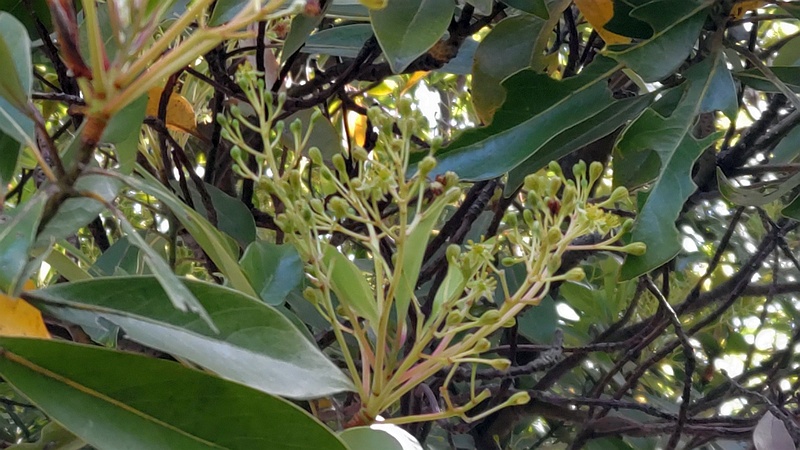 タブノキの花 川崎市幸区さいわいふるさと公園