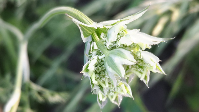 ハナカザリゼリの蕾 川崎市幸区さいわいふるさと公園