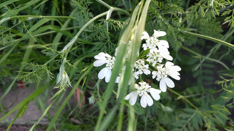 ハナカザリゼリの花 川崎市幸区さいわいふるさと公園