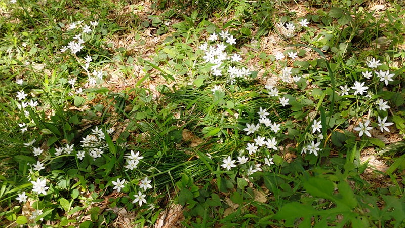オオアマナの花 横浜市旭区希望が丘ふれあいの森公園