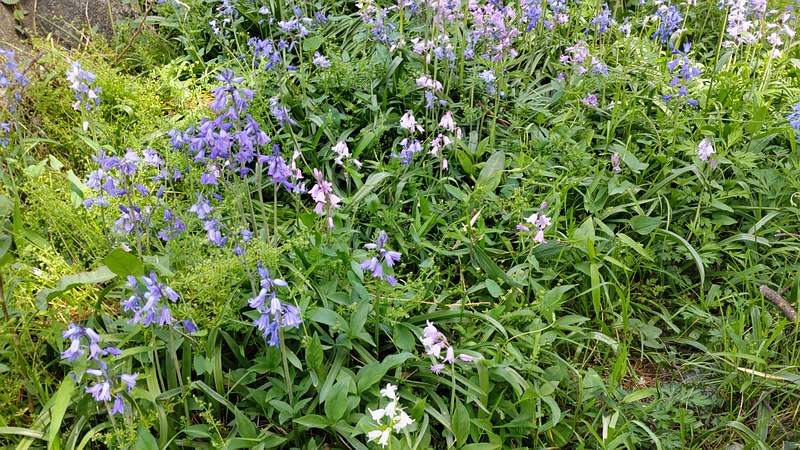 ツリガネズイセンの花 横浜市旭区希望が丘ふれあいの森公園