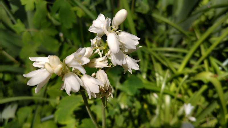 ツリガネズイセンの花 横浜市旭区希望が丘水の森公園