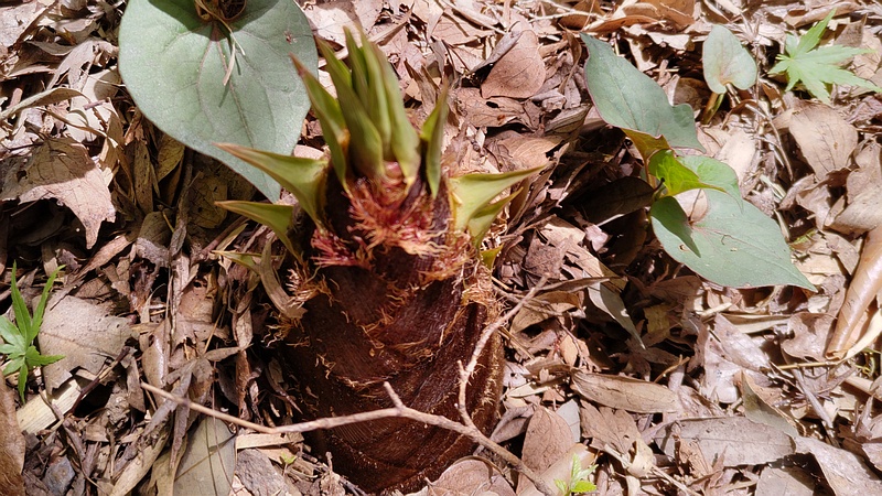 モウソウチクのタケノコ 横浜市旭区帷子川親水緑道