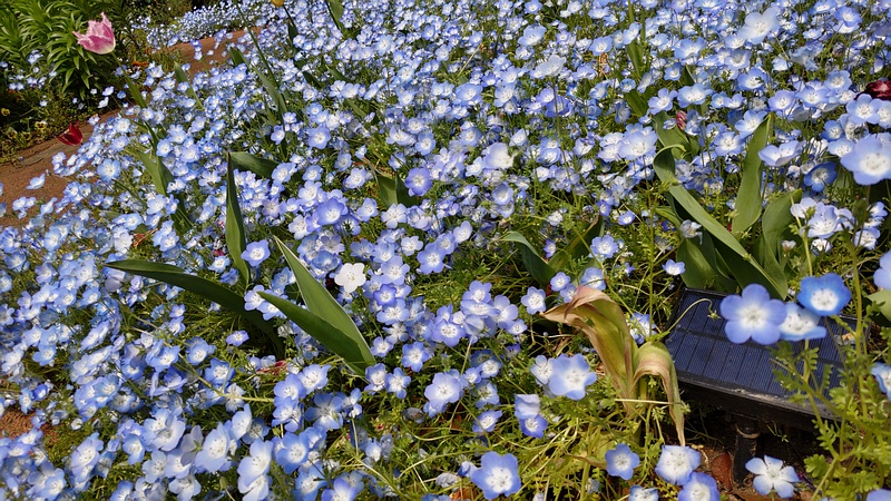 ルリカラクサの花 横浜市旭区帷子川親水緑道