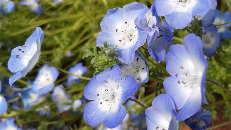 ルリカラクサの花 横浜市旭区帷子川親水緑道