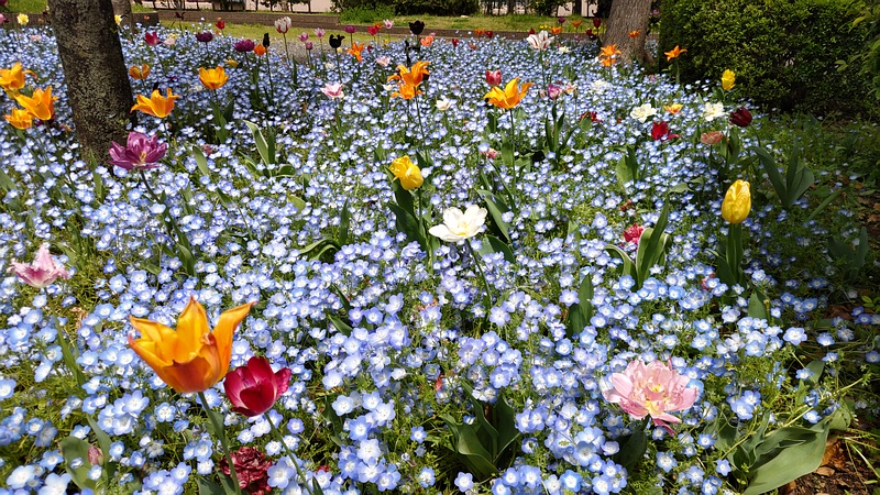 ルリカラクサの花 横浜市旭区帷子川親水緑道