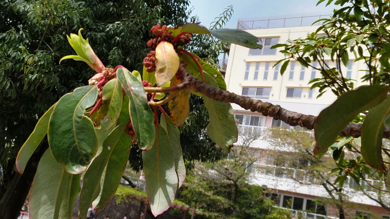 ユズリハの雄花 横浜市旭区鶴ヶ峰