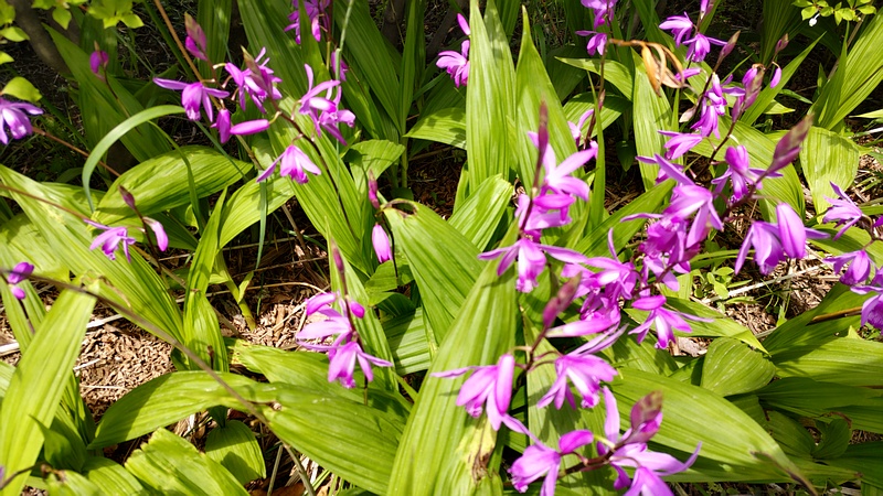 シランの花 横浜市旭区鶴ヶ峰鎧の渡し緑道
