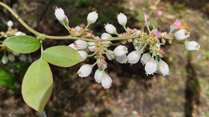 ブルーベリーの花 横浜市旭区鶴ヶ峰鎧の渡し緑道