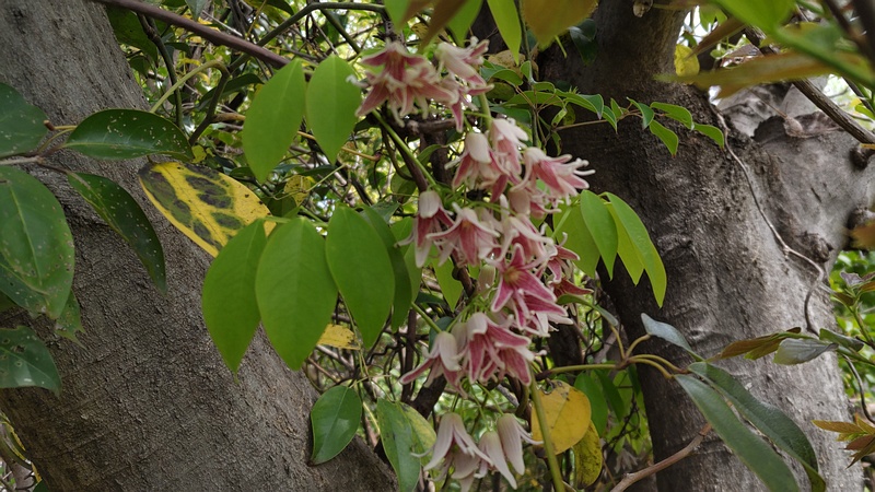 ムベの花 横浜市旭区今川町