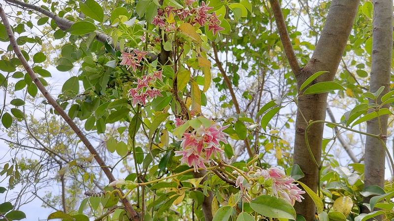 ムベの花 横浜市旭区今川町
