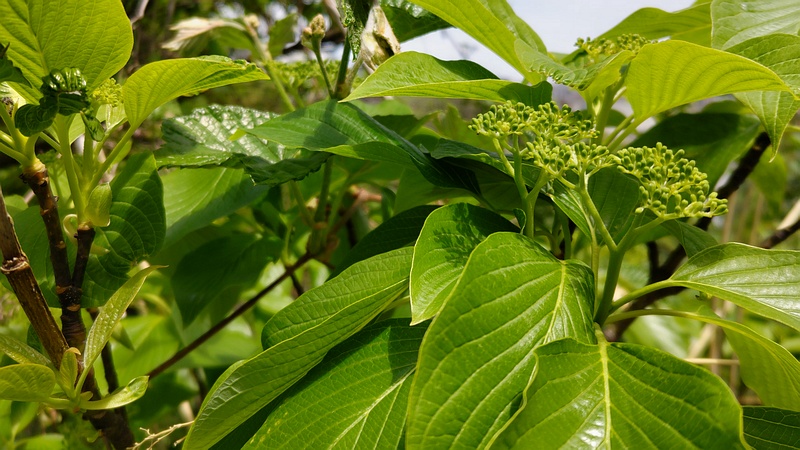 ミズキの蕾 横浜市旭区今川町