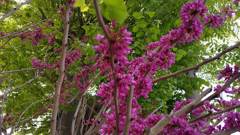 ハナズオウの花 横浜市旭区今川町